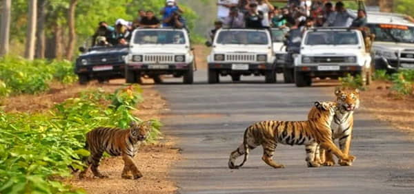 Bungee Jumping In Rishikesh